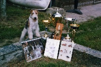 Étalon Fox Terrier Poil Dur - CH. Nyxos des Elfes de Monjoe