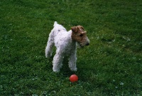 Étalon Fox Terrier Poil Dur - CH. Neige des Elfes de Monjoe