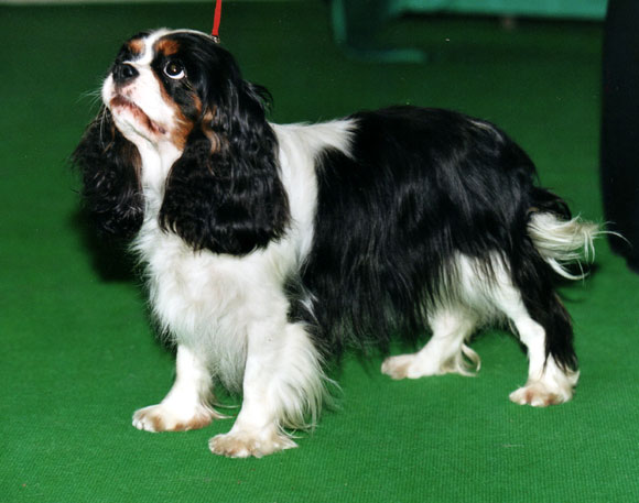 Publication : of Pretty Kings