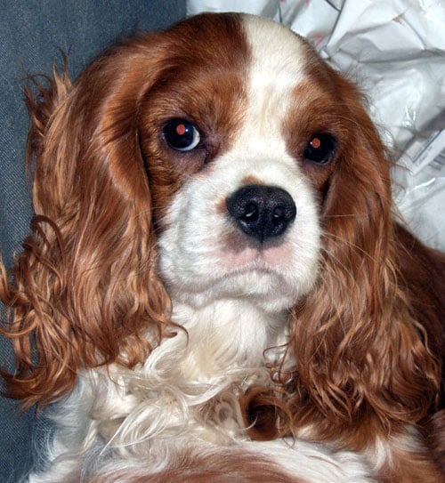 Publication : of Pretty Kings