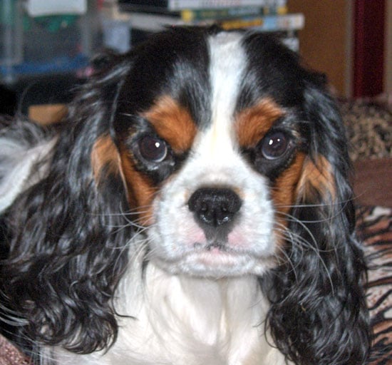 Publication : of Pretty Kings