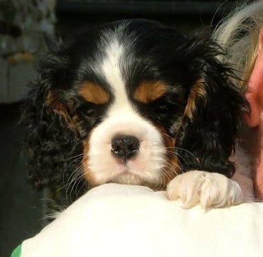 Publication : of Pretty Kings