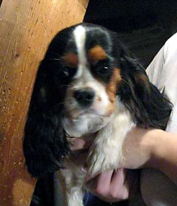 Publication : of Pretty Kings