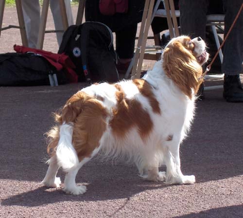 Publication : of Pretty Kings