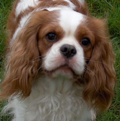 Publication : of Pretty Kings