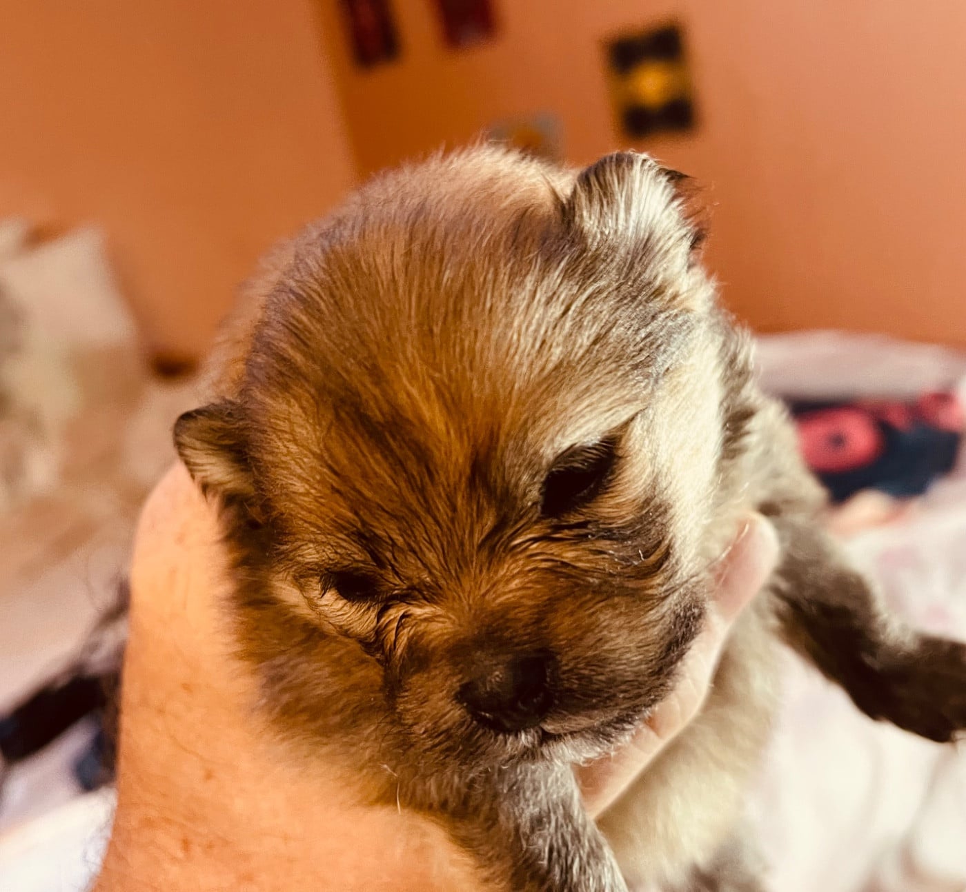 Spitz allemand - Deïs-orchideüs