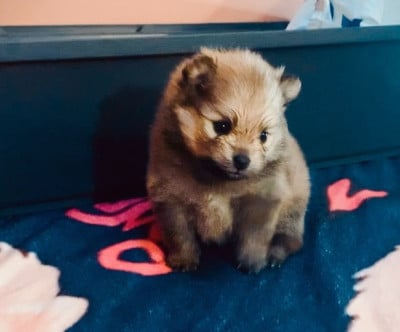 Les chiots de Spitz allemand