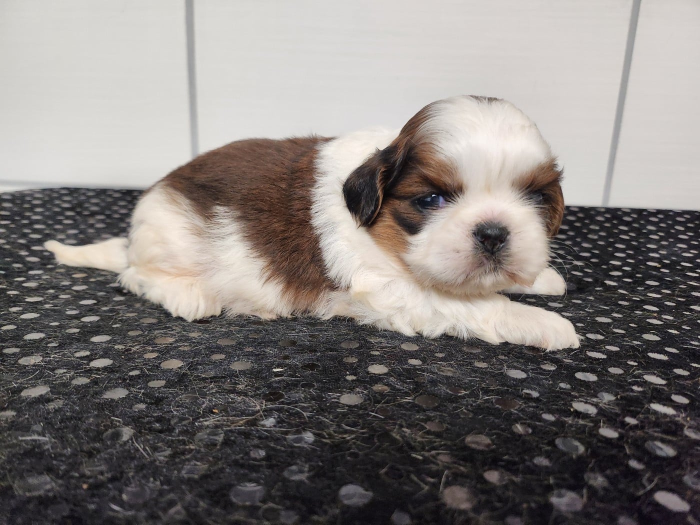 Shih Tzu - du chateau d'o-riant