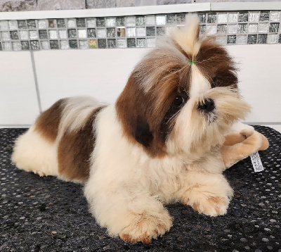 Les chiots de Shih Tzu