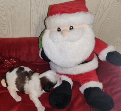 CHIOT 2 - Shih Tzu