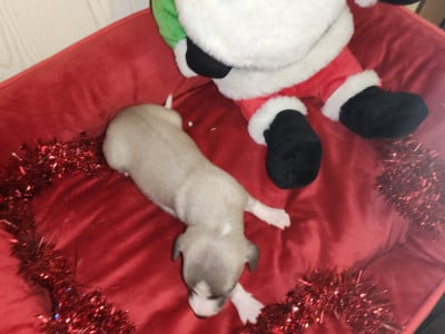 Les chiots de Whippet