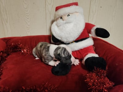 Les chiots de Whippet