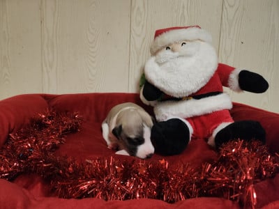 Les chiots de Whippet