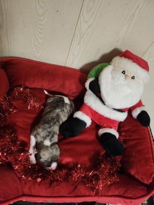 Les chiots de Whippet