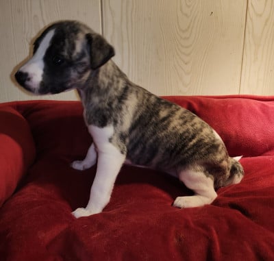 Les chiots de Whippet