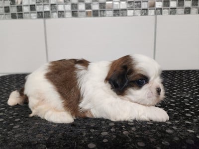Les chiots de Shih Tzu