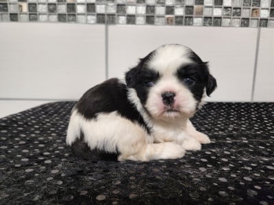 Les chiots de Shih Tzu