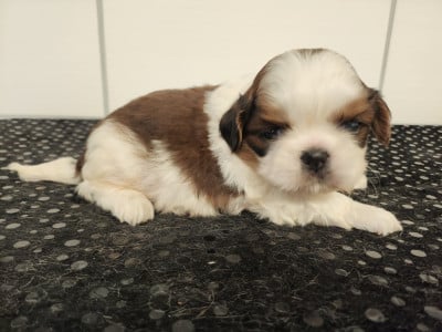 Les chiots de Shih Tzu