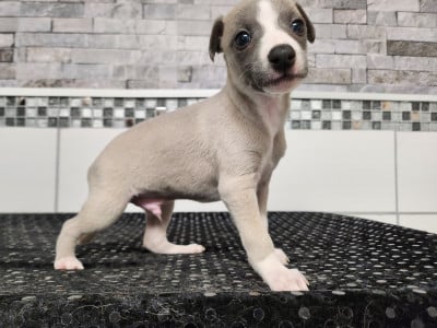 Les chiots de Whippet
