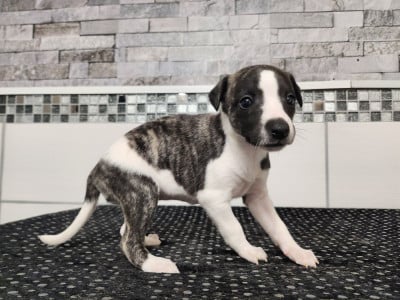 Les chiots de Whippet