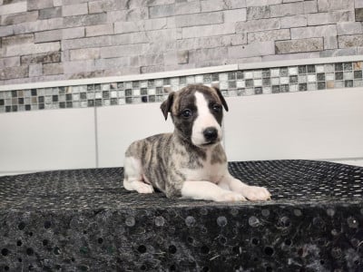 Les chiots de Whippet