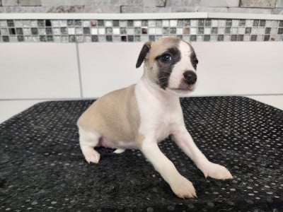 Les chiots de Whippet