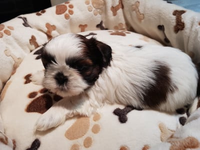 Les chiots de Shih Tzu