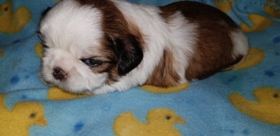Les chiots de Shih Tzu