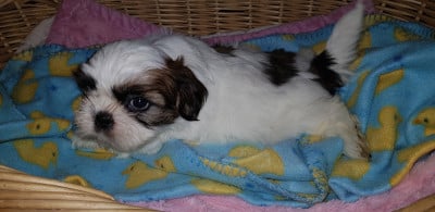 Les chiots de Shih Tzu