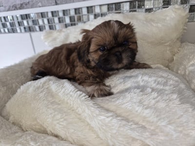 Les chiots de Shih Tzu