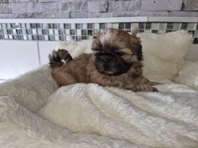 Les chiots de Shih Tzu