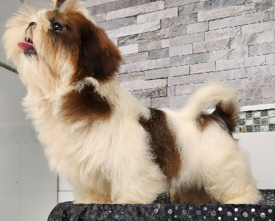 Les chiots de Shih Tzu