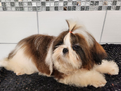 Les chiots de Shih Tzu