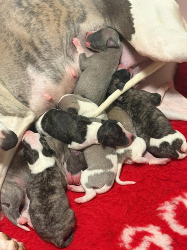 Whippet - du chateau d'o-riant