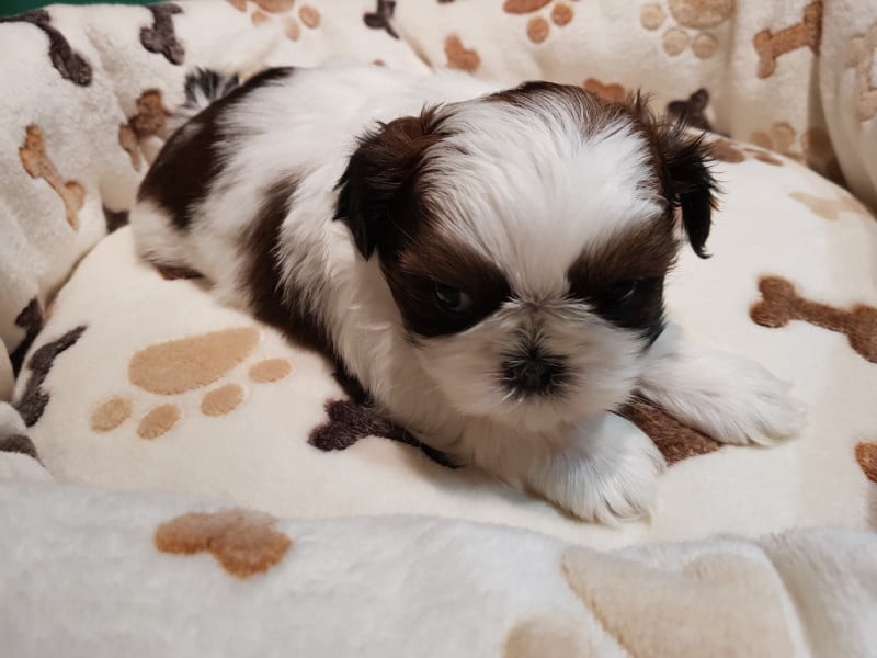 Shih Tzu - du chateau d'o-riant