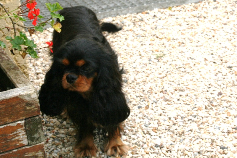 Publication : du domaine des petits clowns Auteur : lagand martine