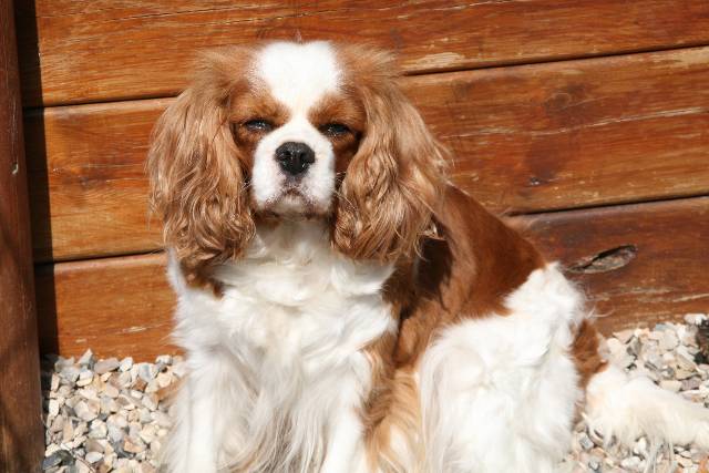 Publication : du domaine des petits clowns Auteur : LAGAND MARTINE