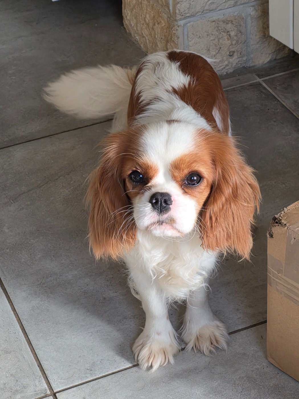 Altaria du domaine des petits clowns