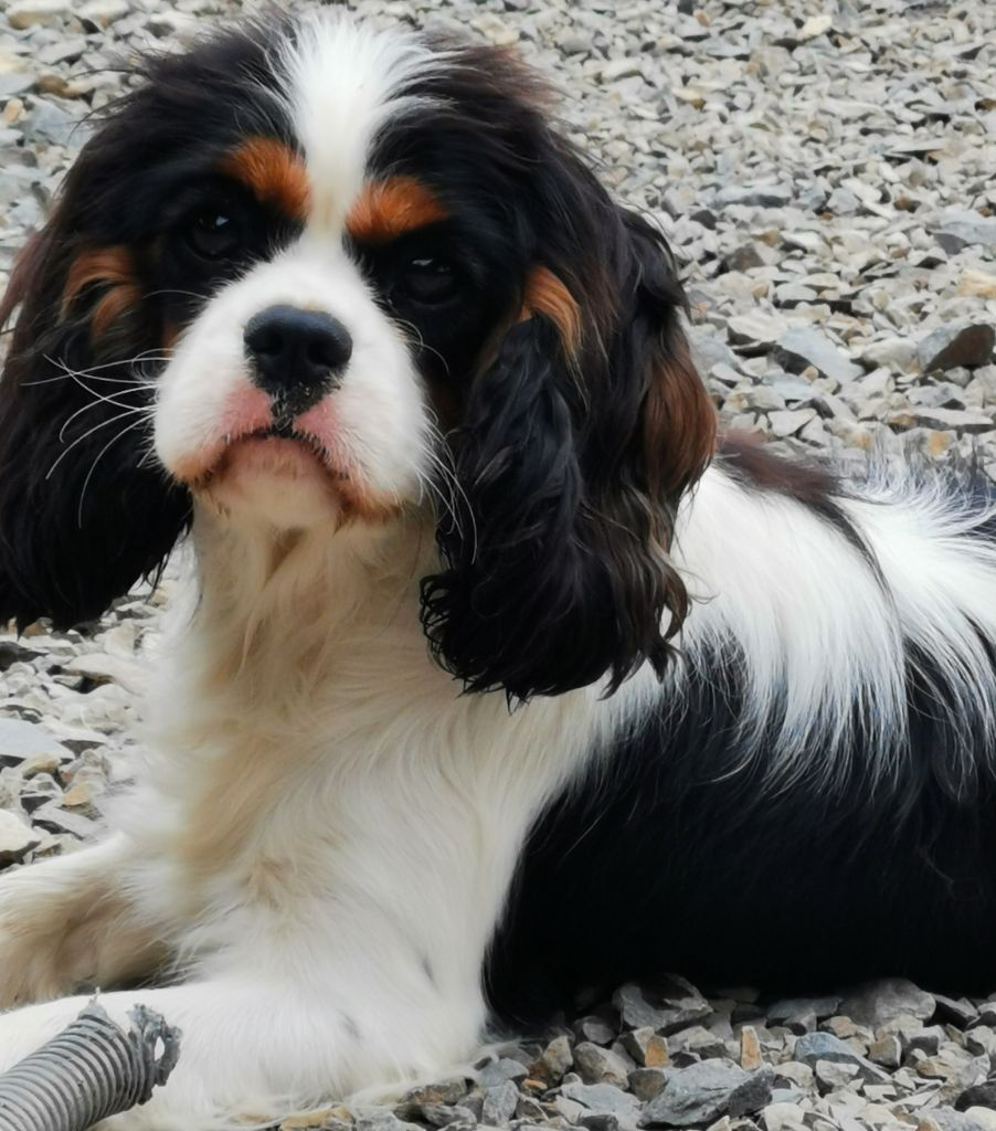 Publication : du domaine des petits clowns Auteur : Lagand