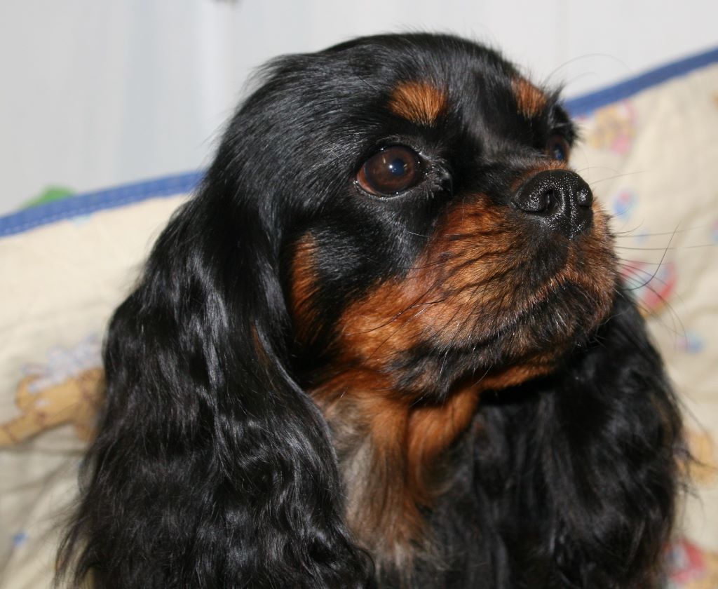 Publication : du domaine des petits clowns Auteur : lagand martine