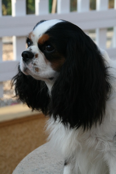 Publication : du domaine des petits clowns