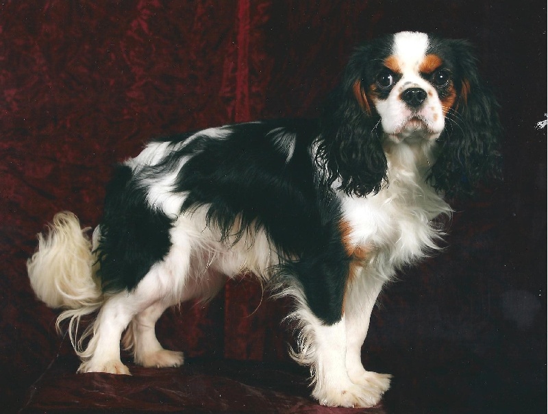 Publication : du domaine des petits clowns