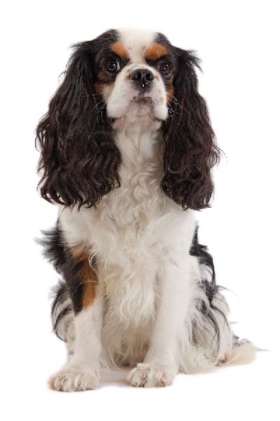 Publication : du domaine des petits clowns