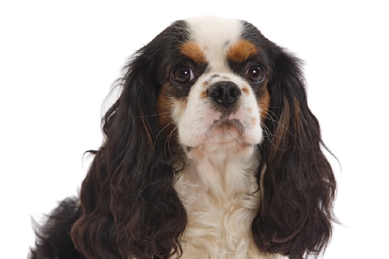 Publication : du domaine des petits clowns