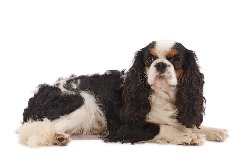 Publication : du domaine des petits clowns