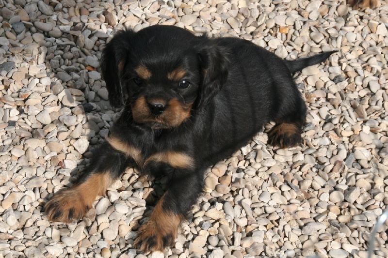 Publication : du domaine des petits clowns Auteur : lagand martine