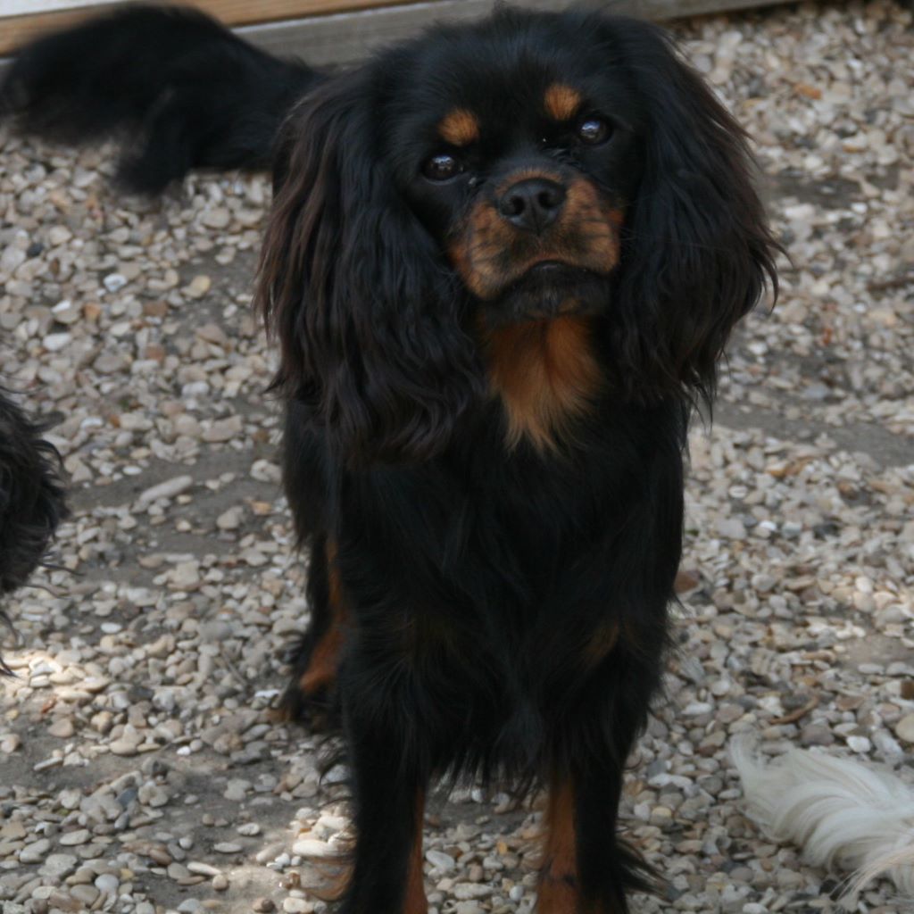 Publication : du domaine des petits clowns Auteur : lagand martine