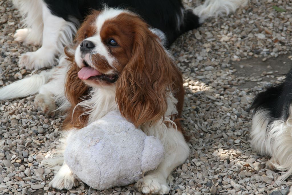 Publication : du domaine des petits clowns Auteur : lagand martine