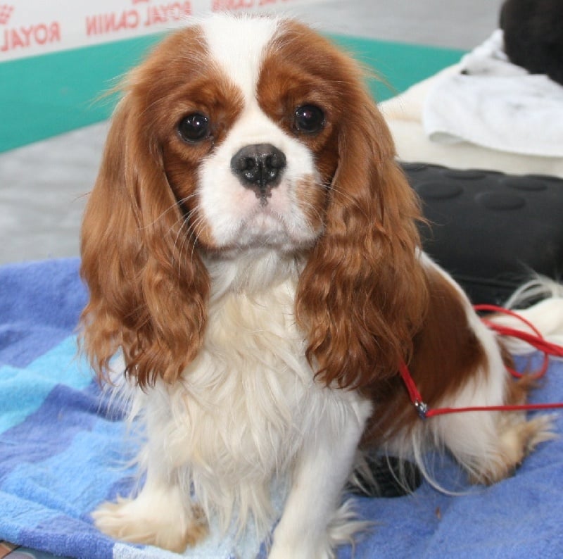 Publication : du domaine des petits clowns Auteur : lagand martine