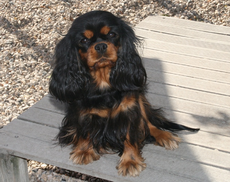 Publication : du domaine des petits clowns Auteur : lagand martine